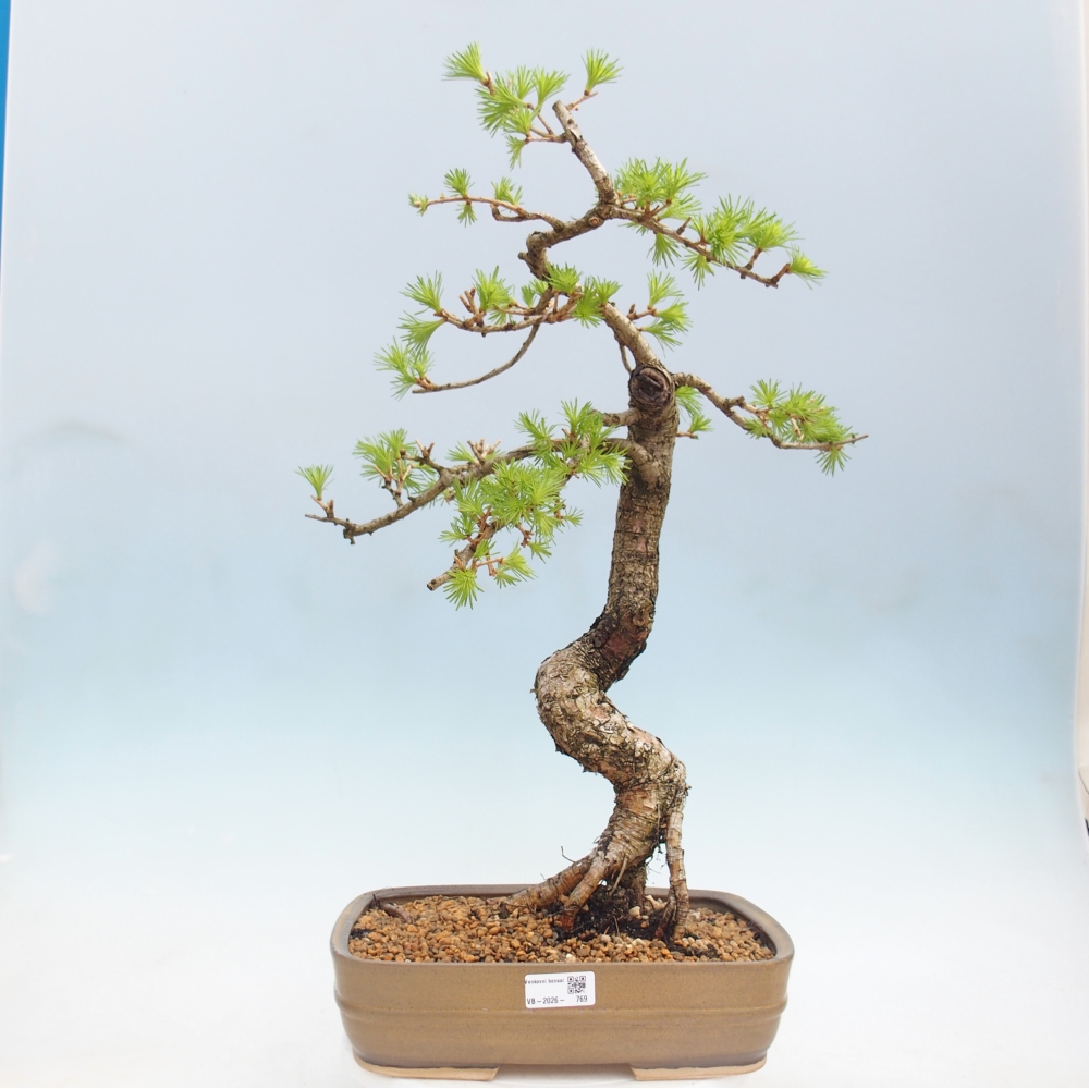 Bonsai zewnętrzne - Larix decidua - Modrzew