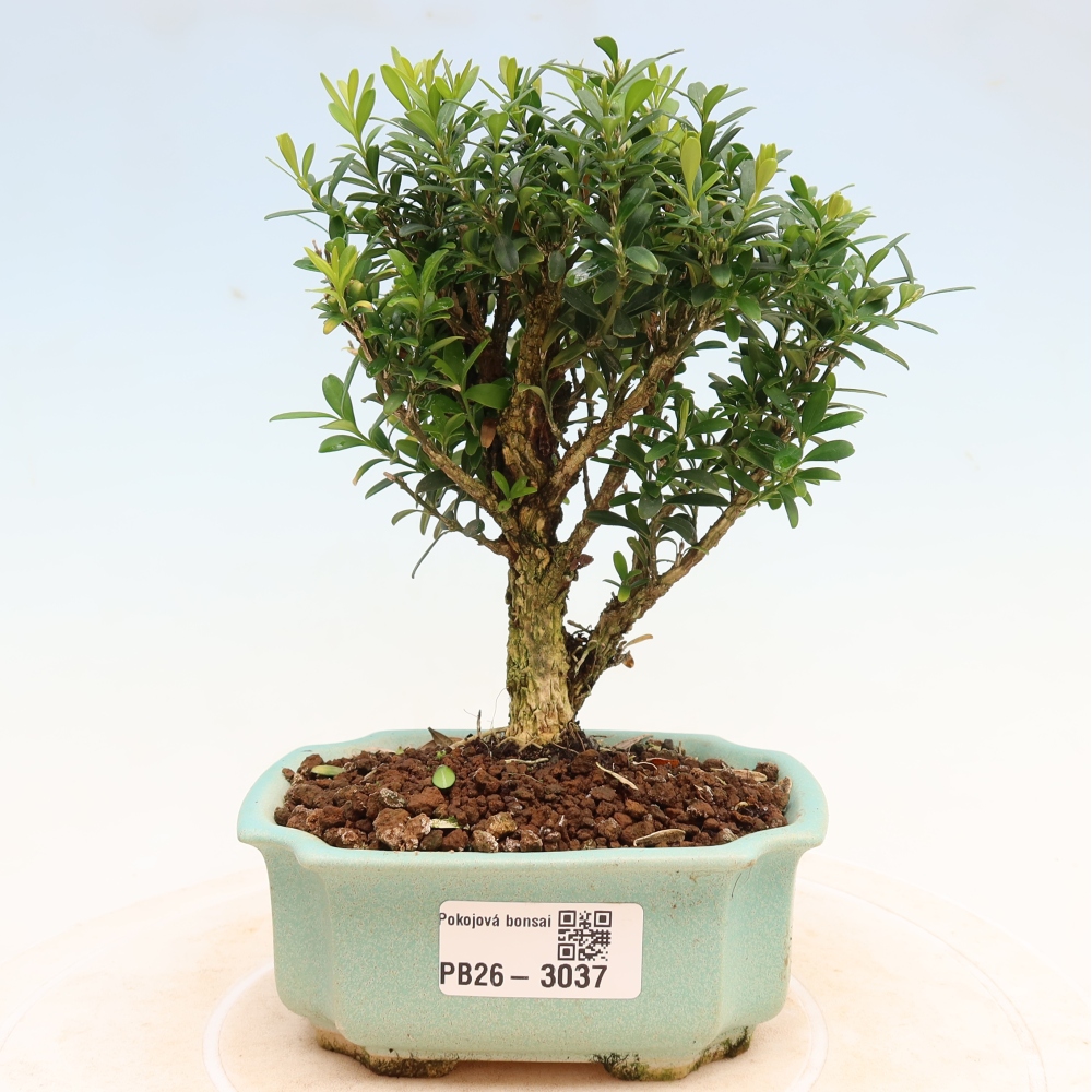 Pokój bonsai - Buxus harlandii - buxus korkowy