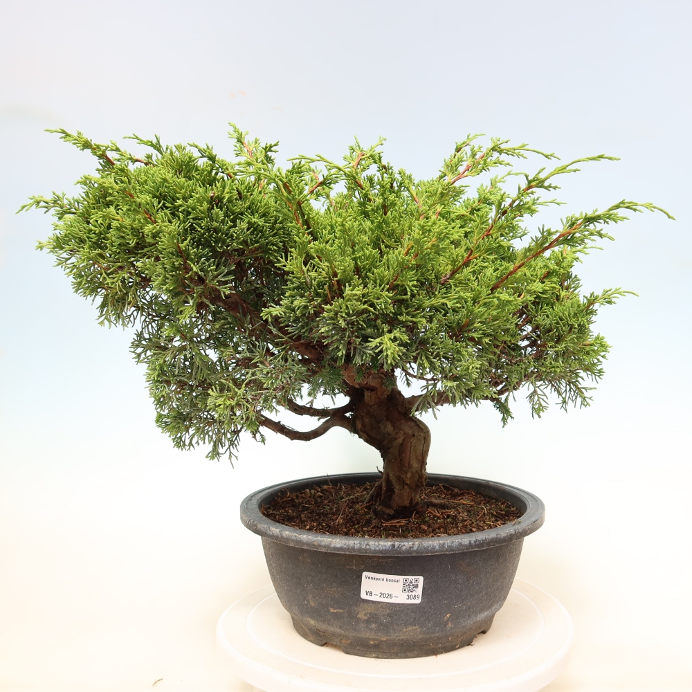 Bonsai ogrodowe – Juniperus chinensis Itoigawa – jałowiec chiński