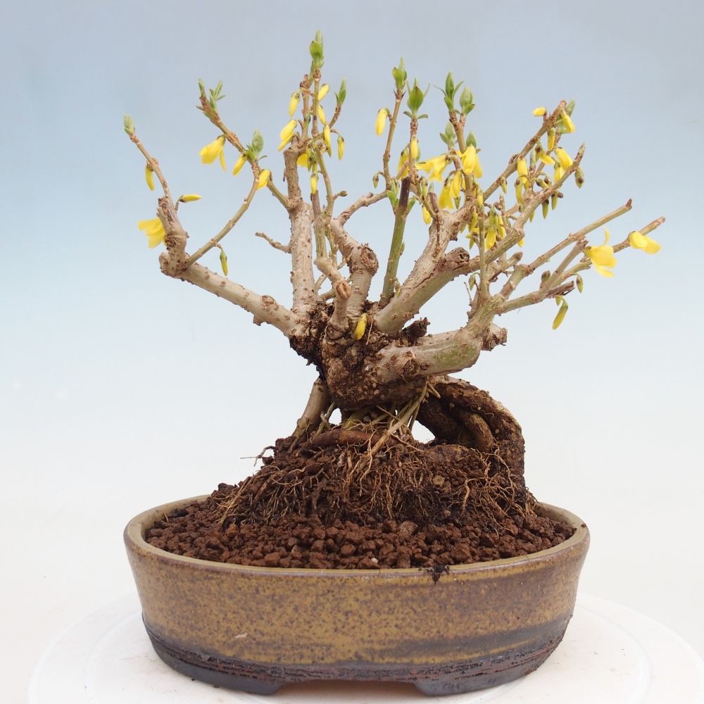 Outdoor bonsai - Zlatice - Forsycja koreańska