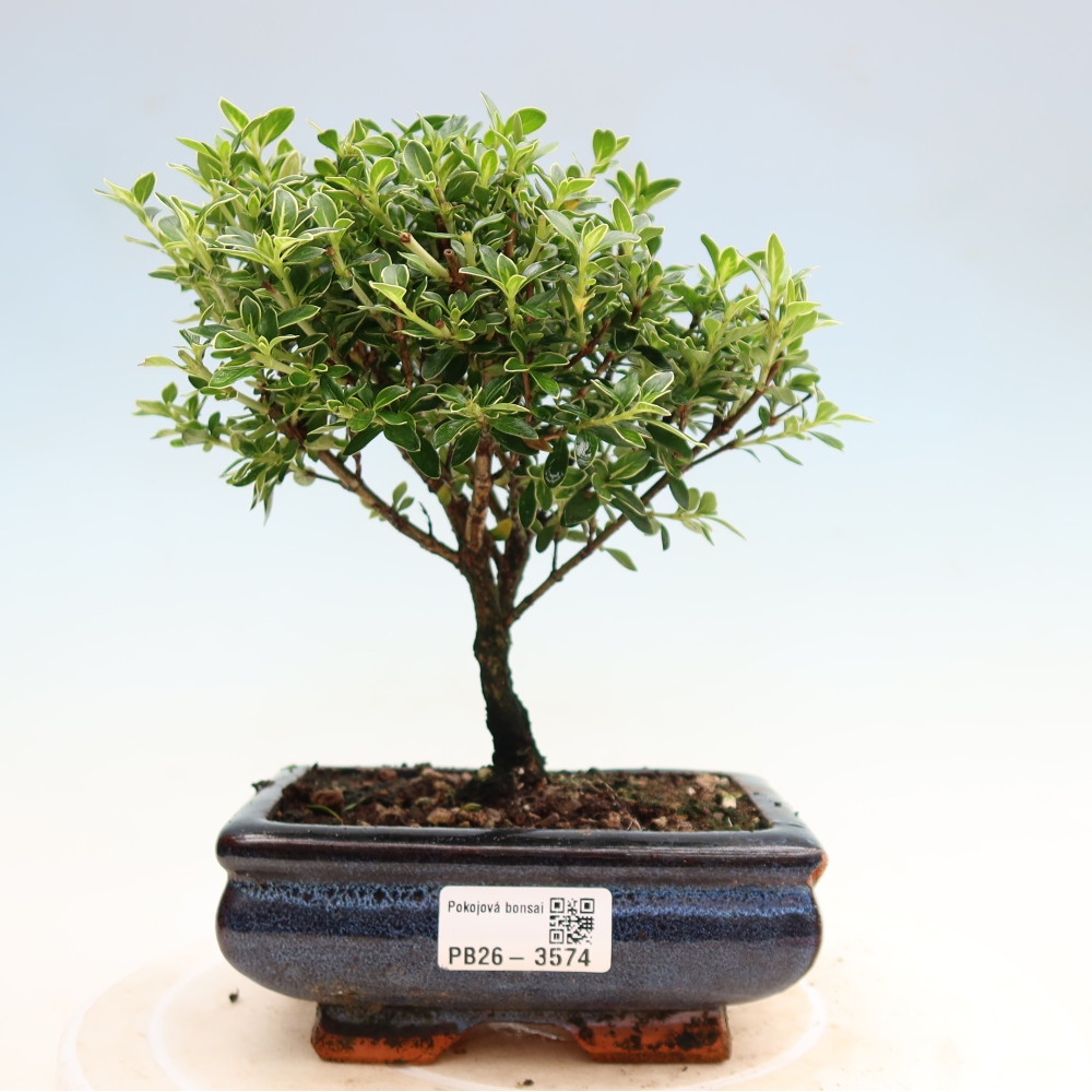 Bonsai pokojowe – Serissa foetida Variegata – Drzewo tysiąca gwiazd