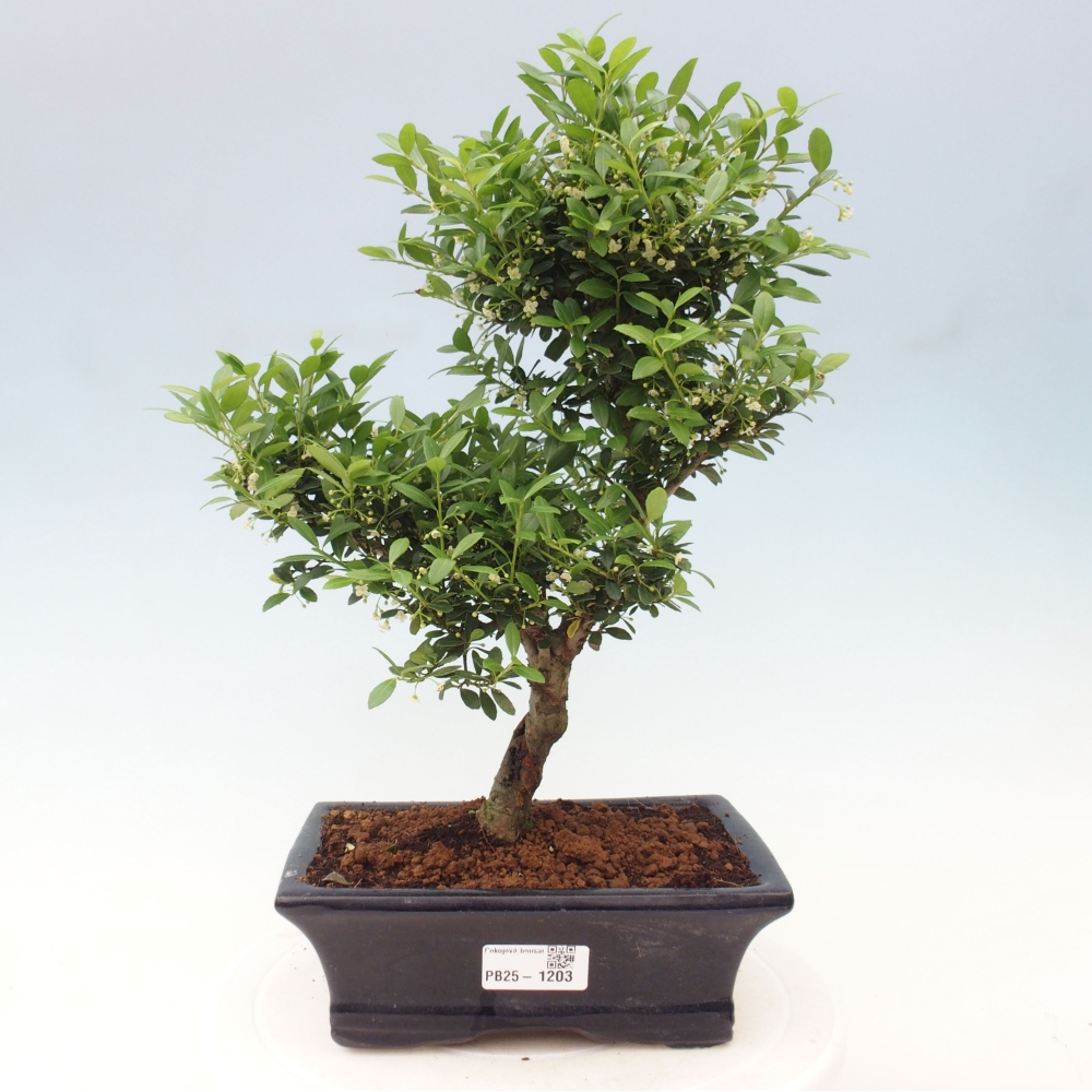 Kryty bonsai - Ilex crenata - Holly
