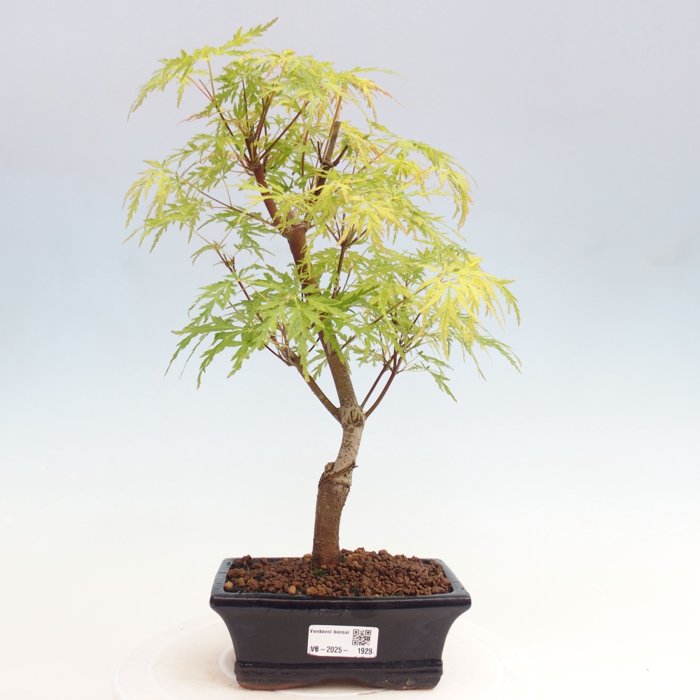 Outdoor bonsai - Acer palmatum Dissectum - Klon japoński 