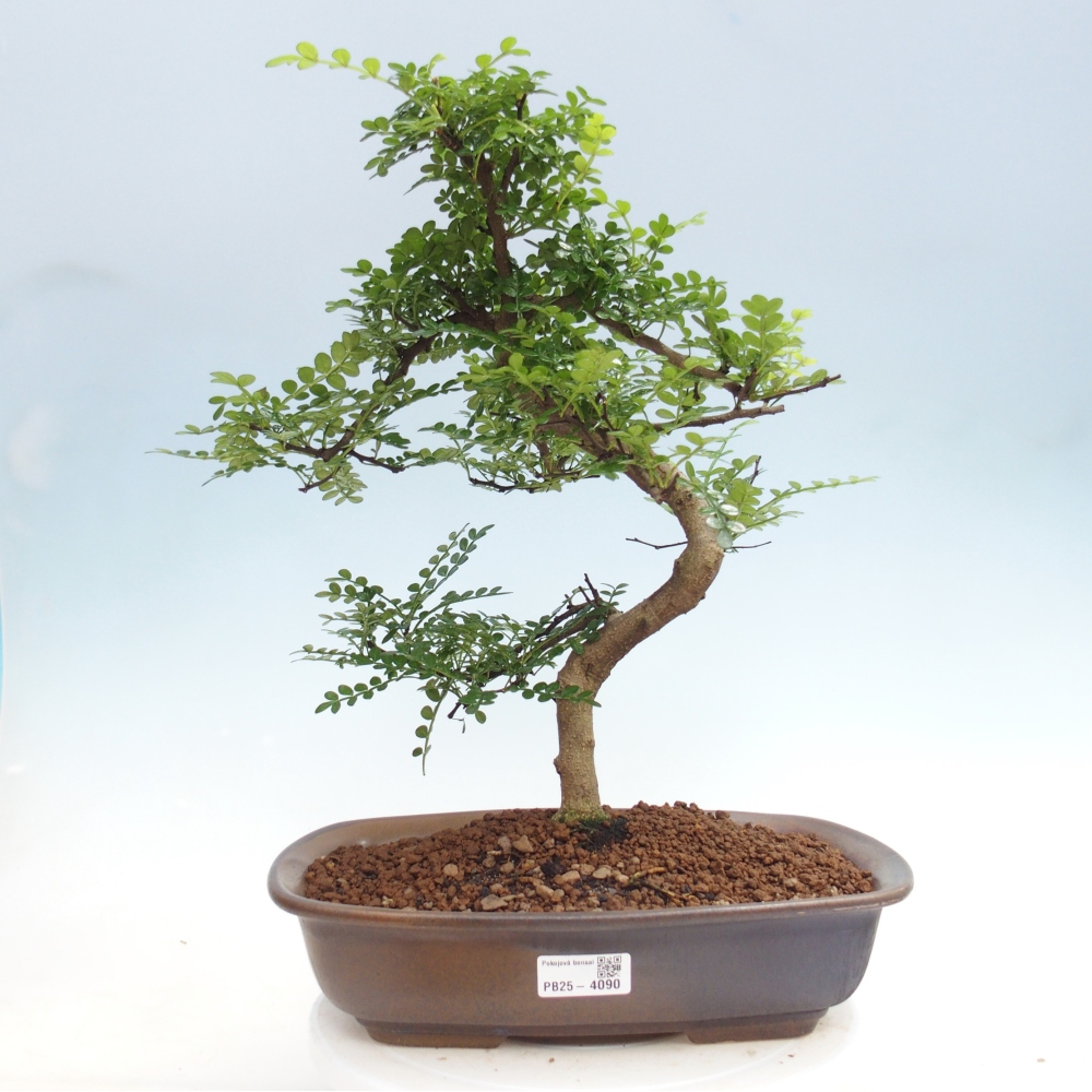 Pokój bonsai - Zantoxylum piperitum - drzewo pieprzowe
