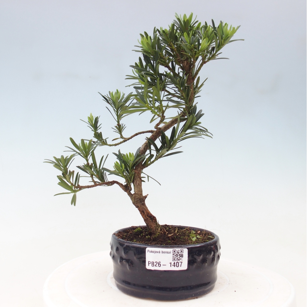 Pokój bonsai - Podocarpus - Kamienny cis