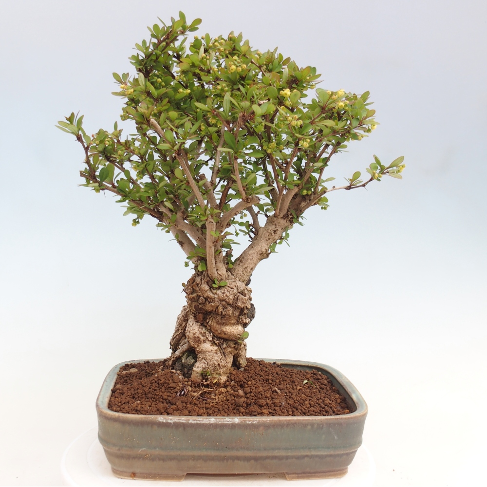 Bonsai zewnętrzne - Berberis coreana