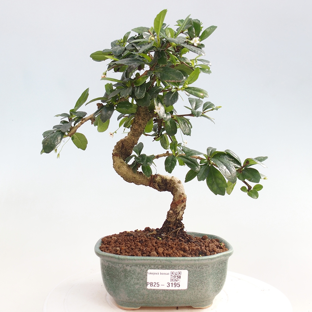Bonsai wewnętrzne - Carmona makrophylla - Herbata Fuki