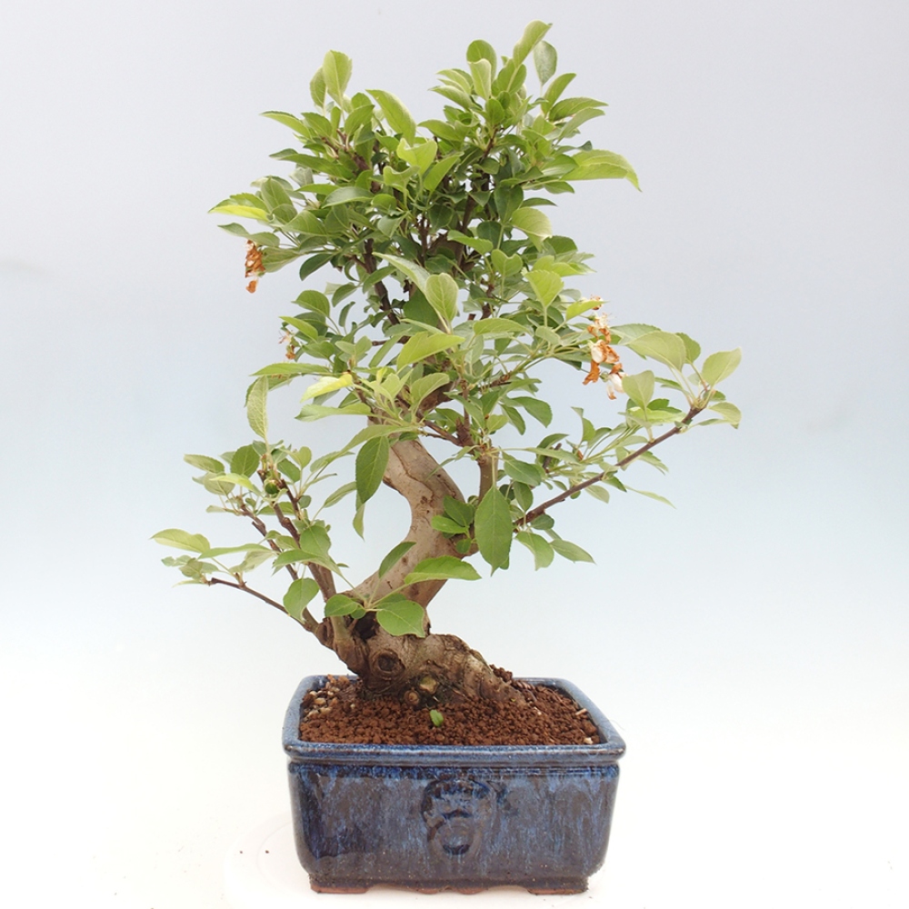 Bonsai plenerowe - Malus Halliana - Jabłoń drobnoowocowa
