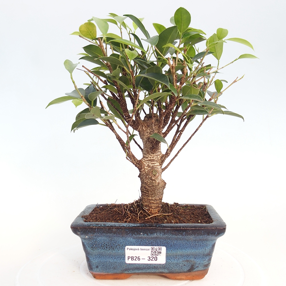 Pokój bonsai - Ficus retusa - figowiec drobnolistny