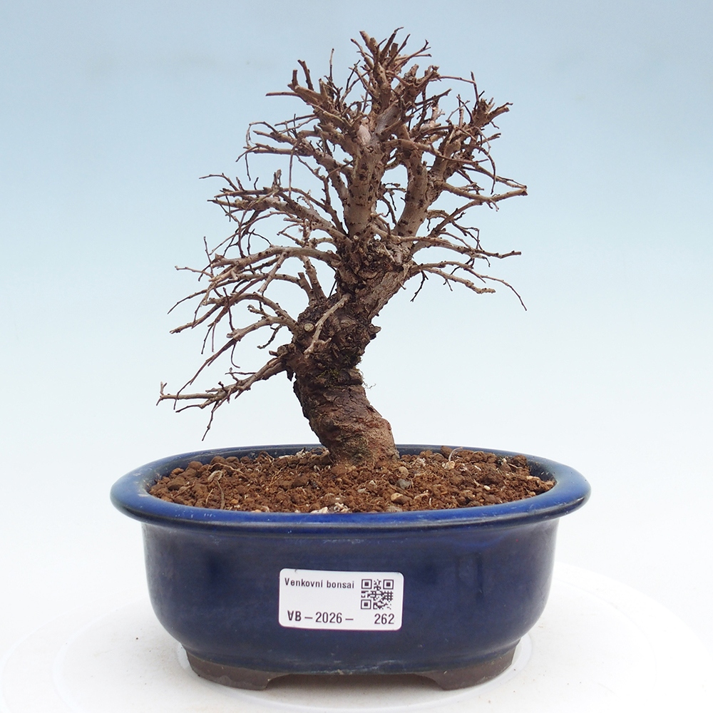 Bonsai zewnętrzne - Zelkova - Zelkova NIRE
