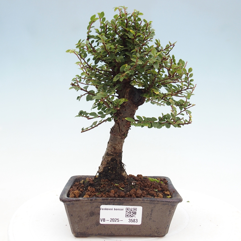 Bonsai zewnętrzne - Ulmus parvifolia Hokkaido - wiąz chiński