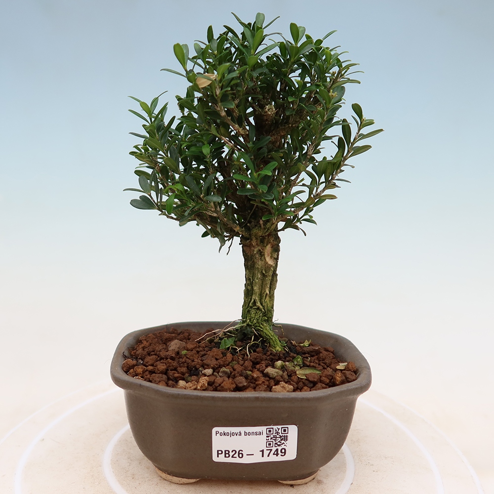 Pokój bonsai - Buxus harlandii - buxus korkowy