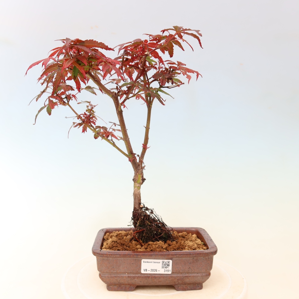 Bonsai ogrodowe – klon palmowy – Acer palmatum Berry Broom 