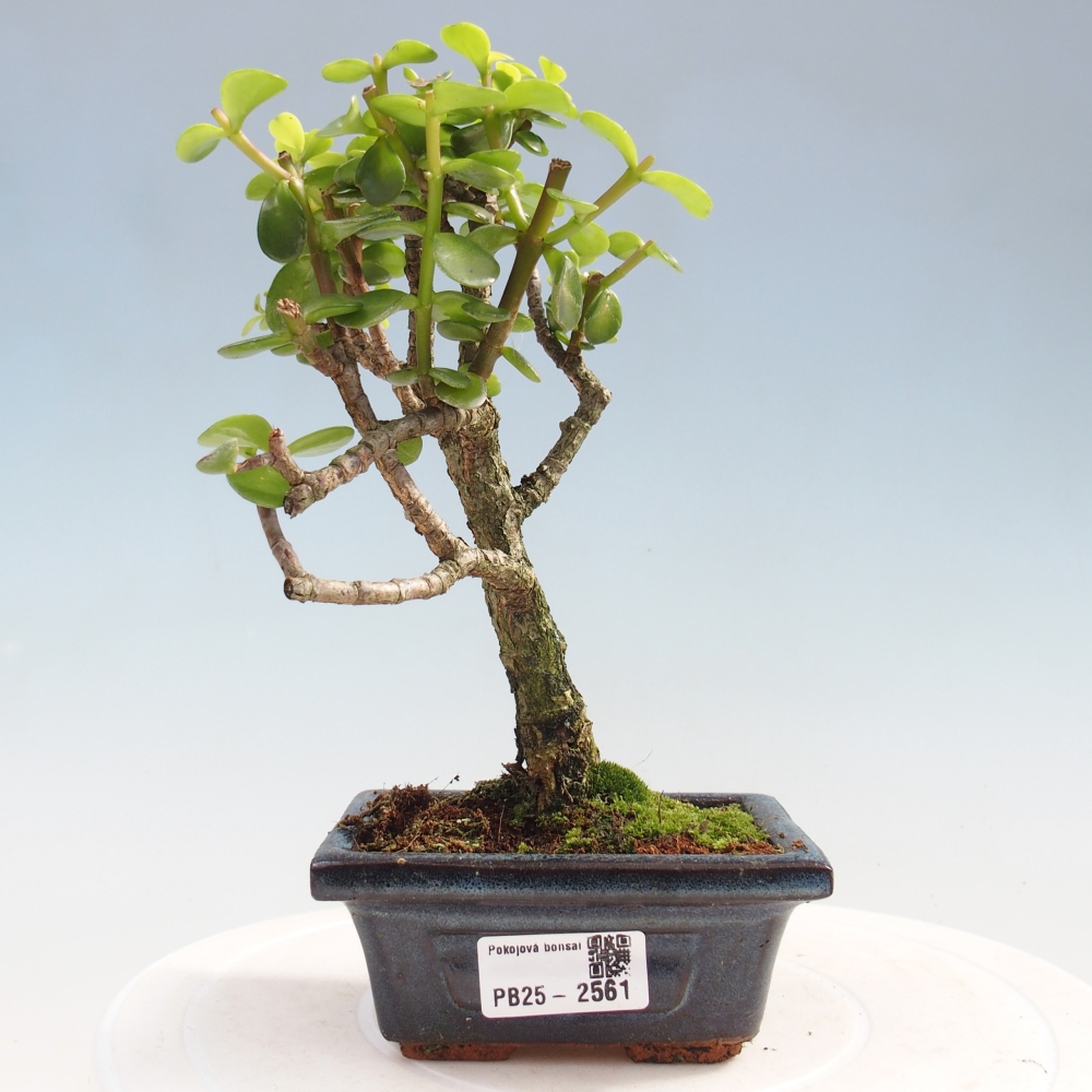 Kryty bonsai - Portulakaria Afra - Tlustice