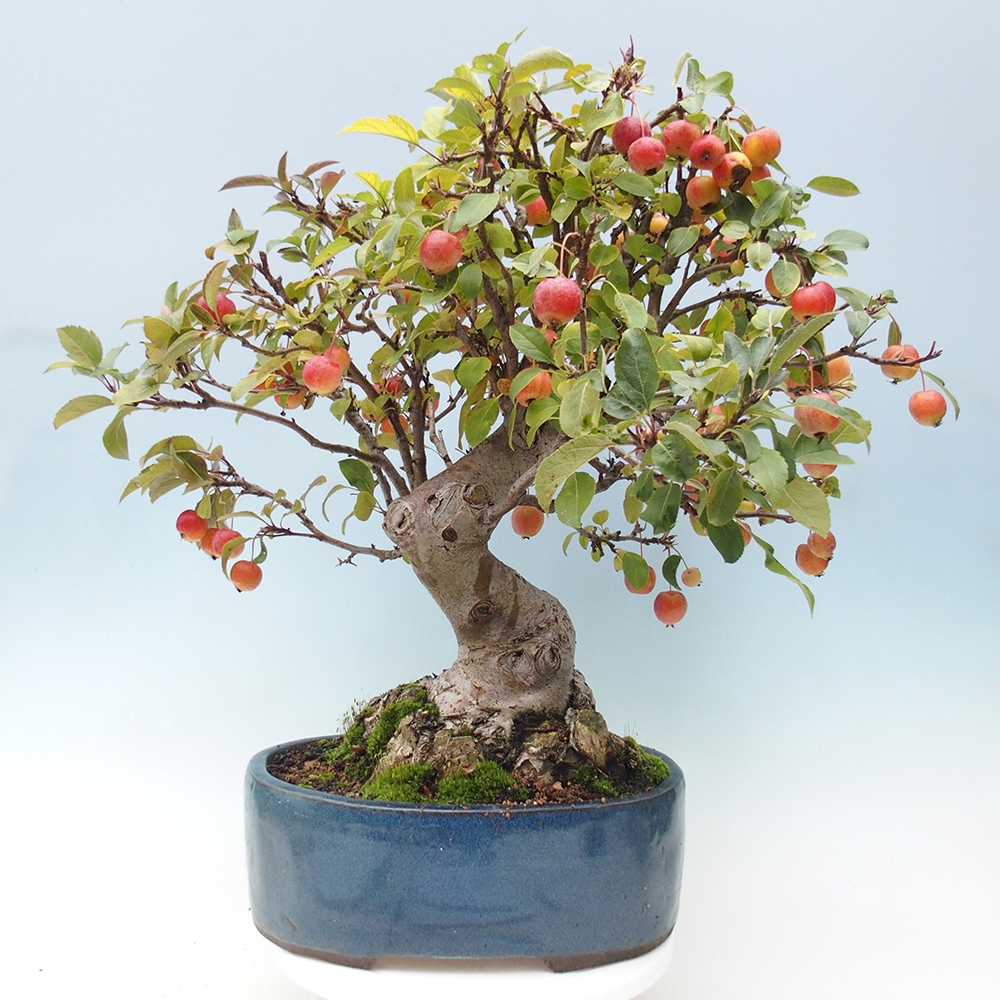 Bonsai plenerowe - Malus Halliana - Jabłoń drobnoowocowa