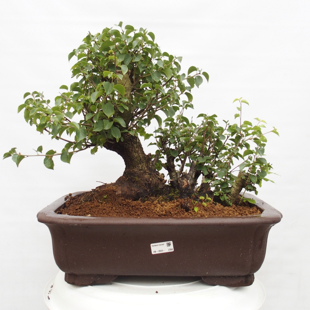 Bonsai na zewnątrz - Mahalebka - Prunus mahaleb