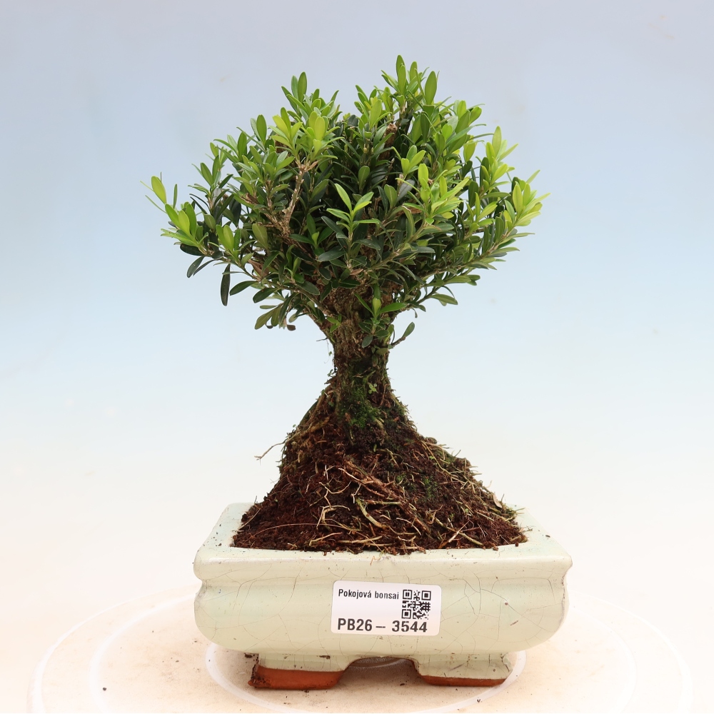 Pokój bonsai - Buxus harlandii - buxus korkowy
