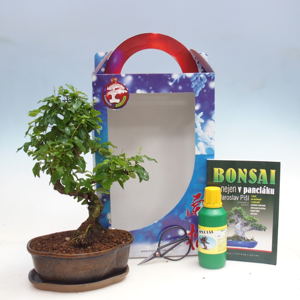 Bonsai pokojowe w pudełku upominkowym Ligustrum chinensis - Ptasi Dziób
