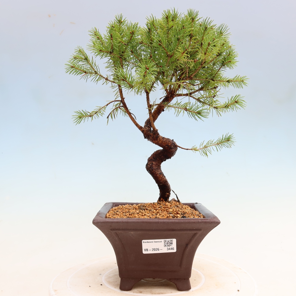 Bonsai ogrodowe – Świerk szary – Picea glauca globe