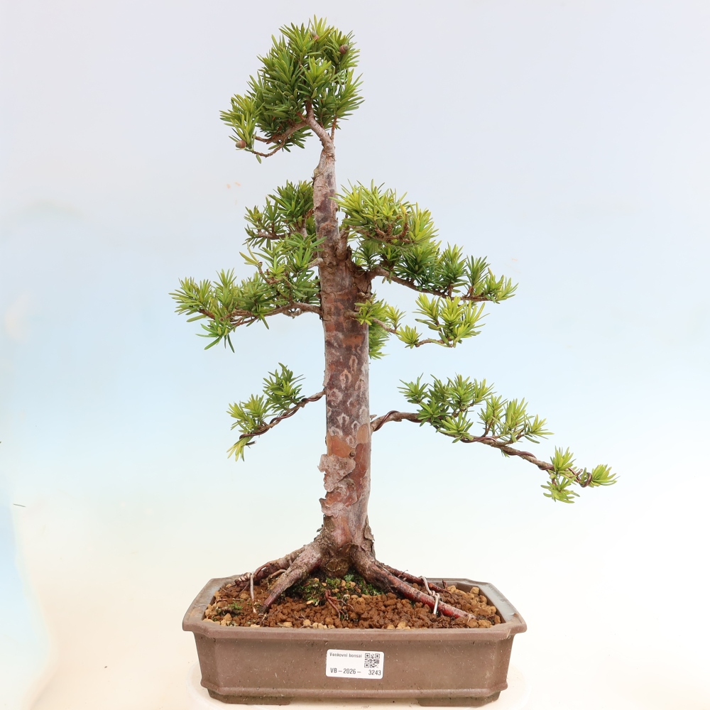 Bonsai ogrodowe – Taxus cuspidata  – cis japoński