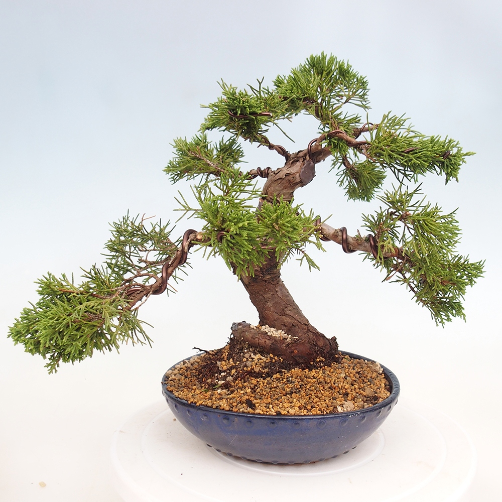 Outdoor bonsai - Juniperus chinensis Itoigawa - Jałowiec chiński