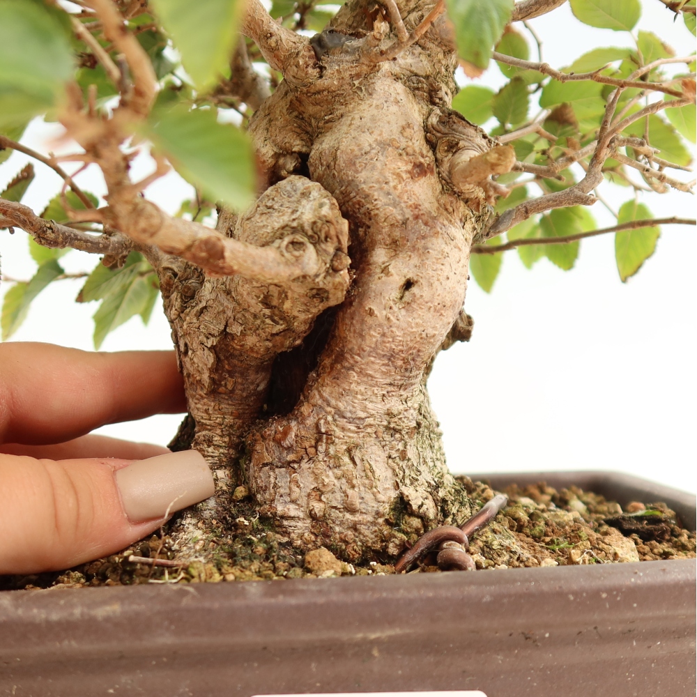 Outdoor bonsai - Carpinus CARPINOIDES - grab koreański