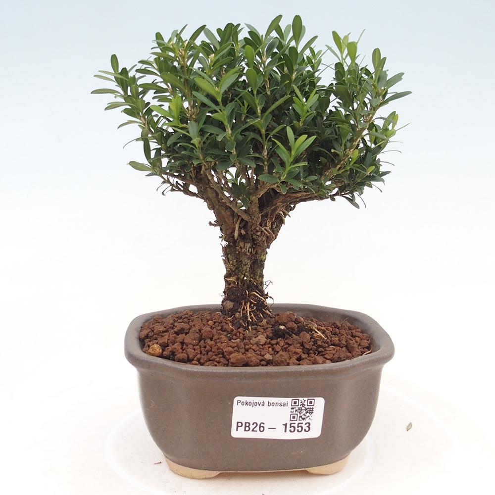 Pokój bonsai - Buxus harlandii - buxus korkowy