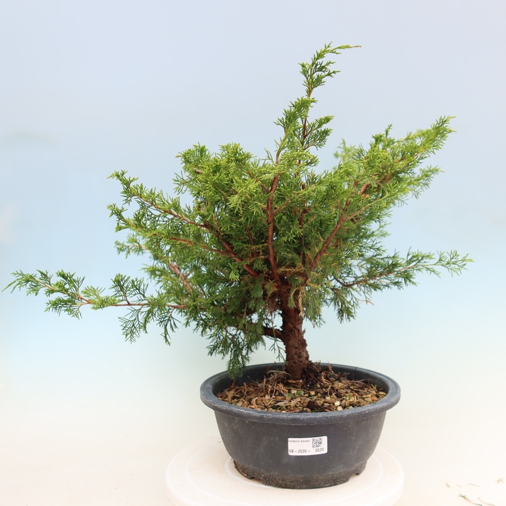 Outdoor bonsai - Juniperus chinensis Itoigawa