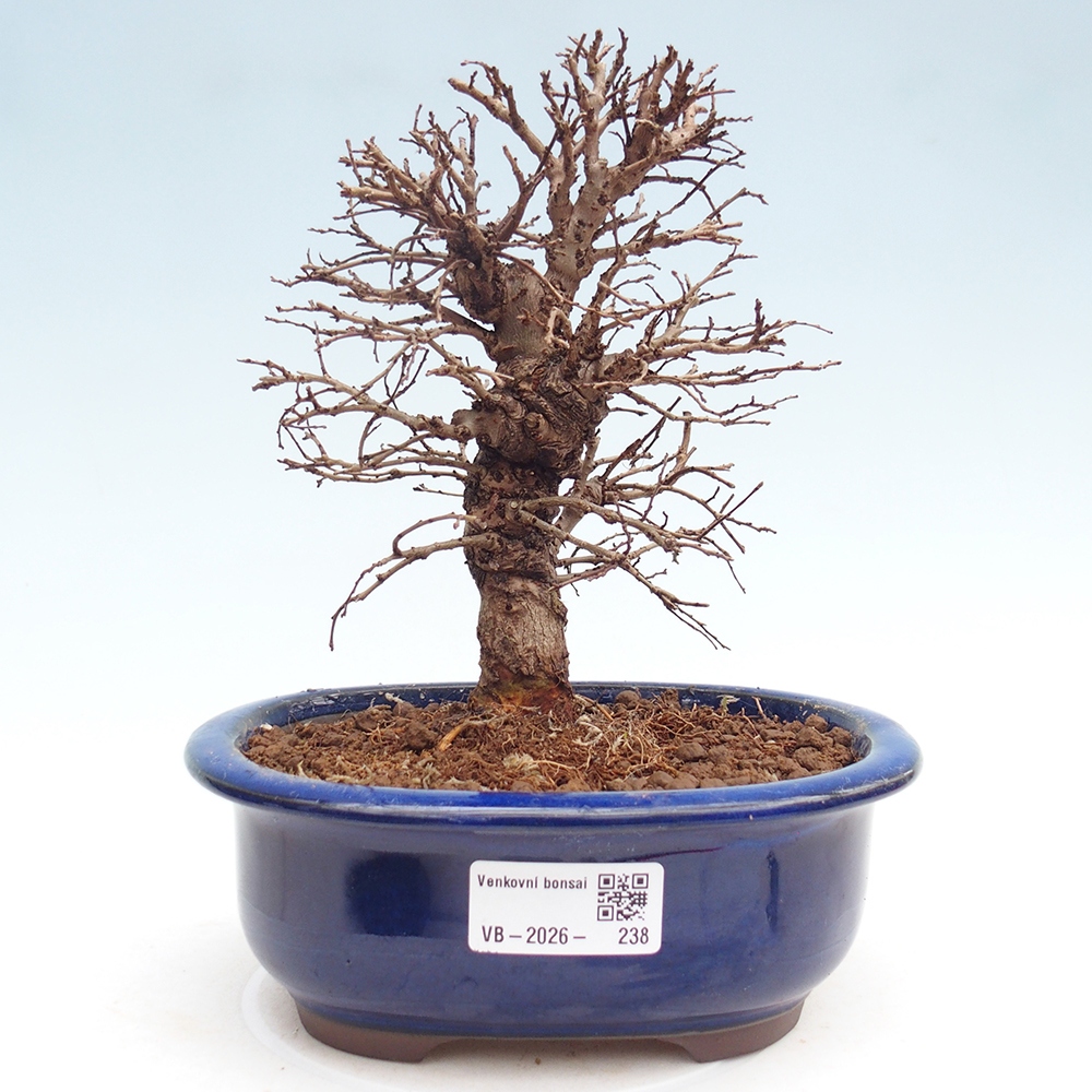 Bonsai zewnętrzne - Zelkova - Zelkova NIRE