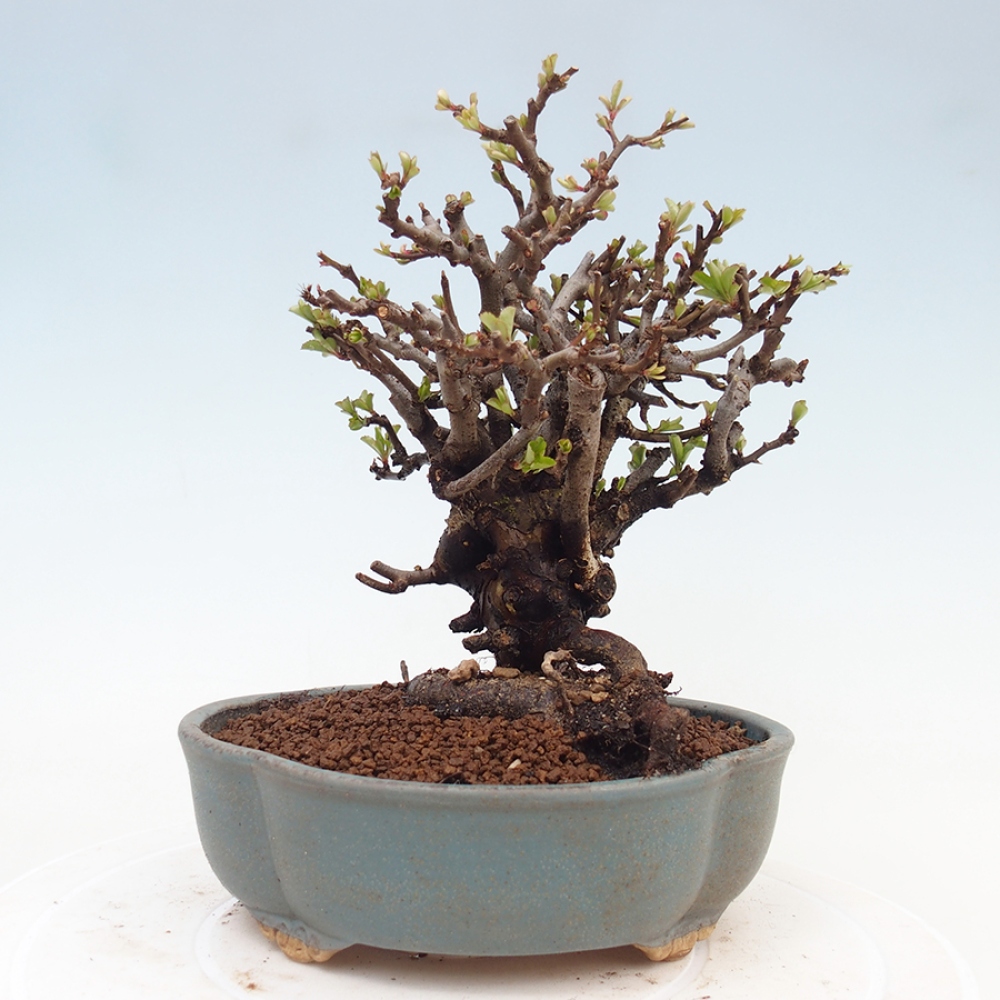 Bonsai zewnętrzne - Chaneomeles speciosa - Pigwa
