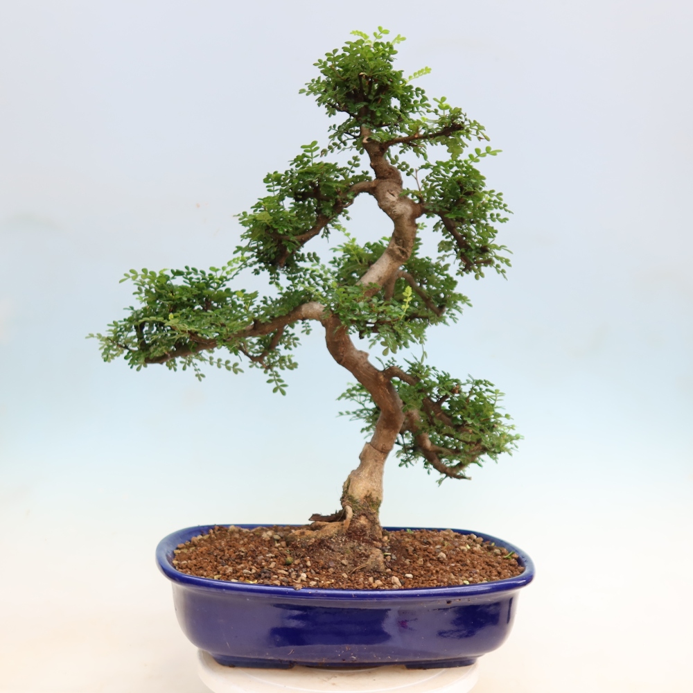 Pokój bonsai - Zantoxylum piperitum - drzewo pieprzowe