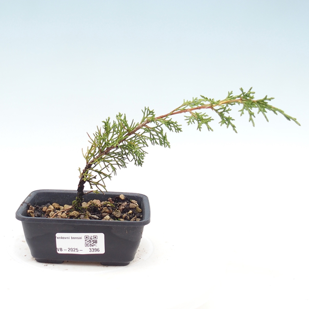 Outdoor bonsai - Juniperus chinensis Itoigawa