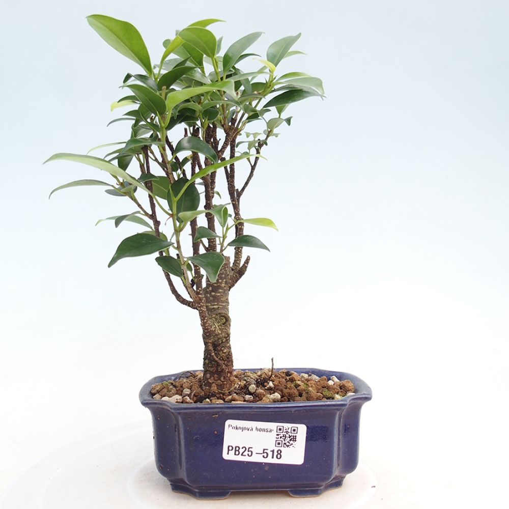 Pokój bonsai Ficus retusa kimmen