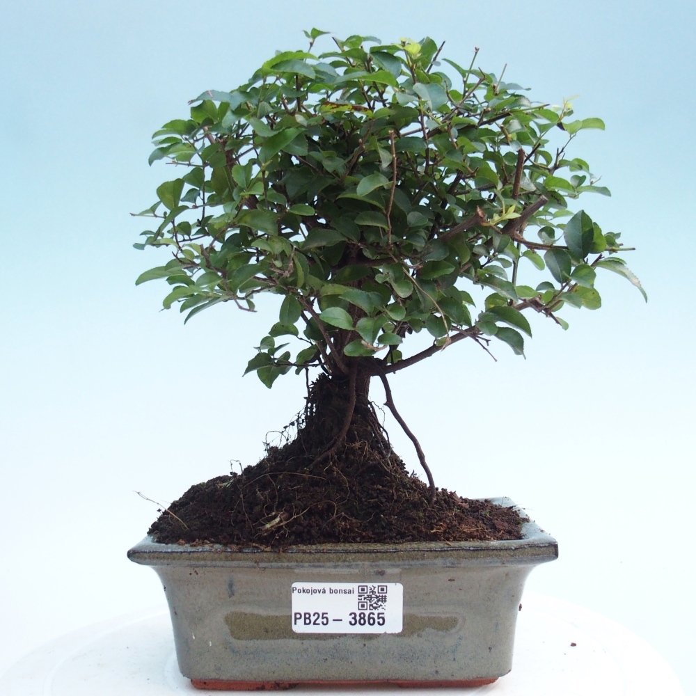 Bonsai pokojowe - Sageretia thea - Sageretia thea