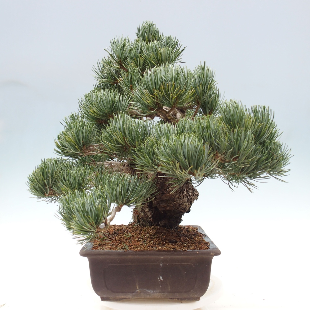 Outdoor bonsai - Pinus parviflora - Mała sosna