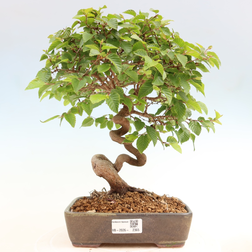 Outdoor bonsai - Carpinus coreana - grab koreański