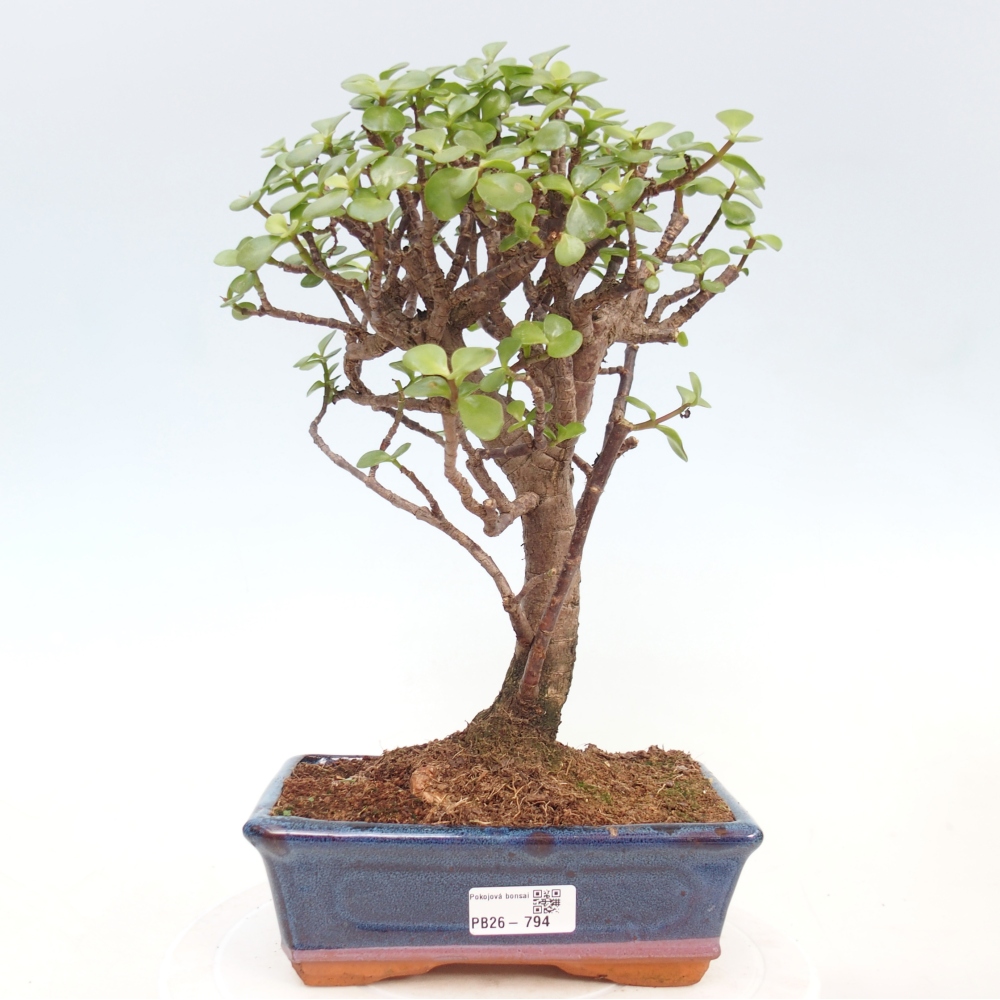 Pokój bonsai - Portulakaria Afra - Tlustice