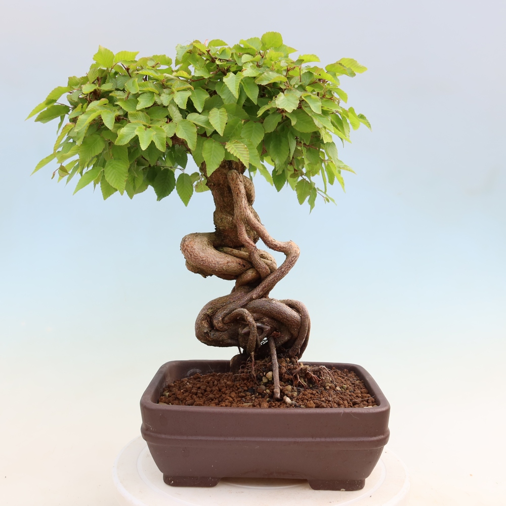 Outdoor bonsai - Carpinus coreana - grab koreański