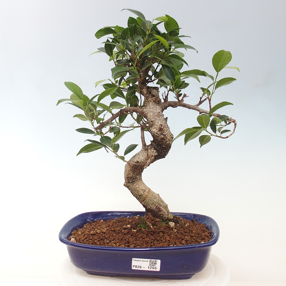 Kryty bonsai - kimono Ficus - figowiec drobnolistny