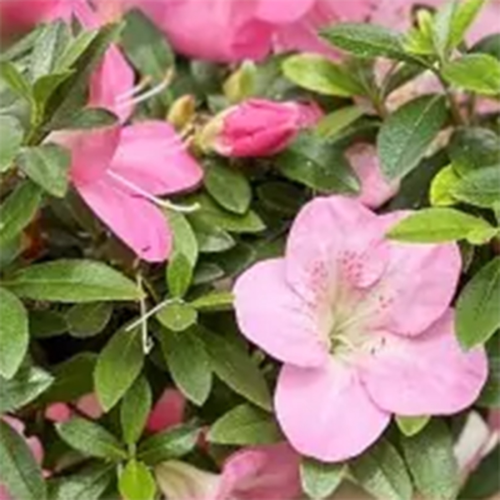 Bonsai zewnętrzne - Azalia japońska - Azalia Santoka