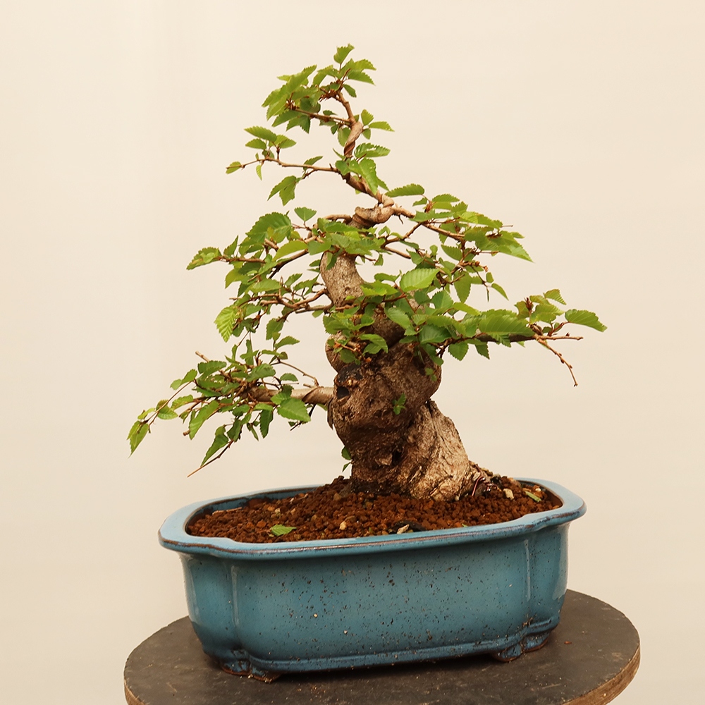 Bonsai plenerowe - Carpinus Coreana - grab koreański
