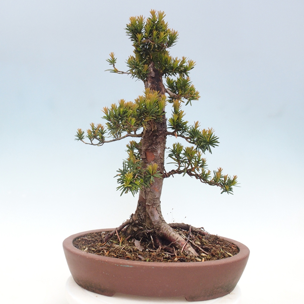Bonsai na zewnątrz - Taxus cuspidata - cis japoński