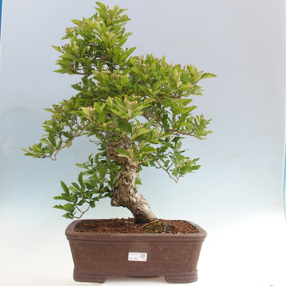 Outdoor bonsai - głóg - Crataegus cuneata