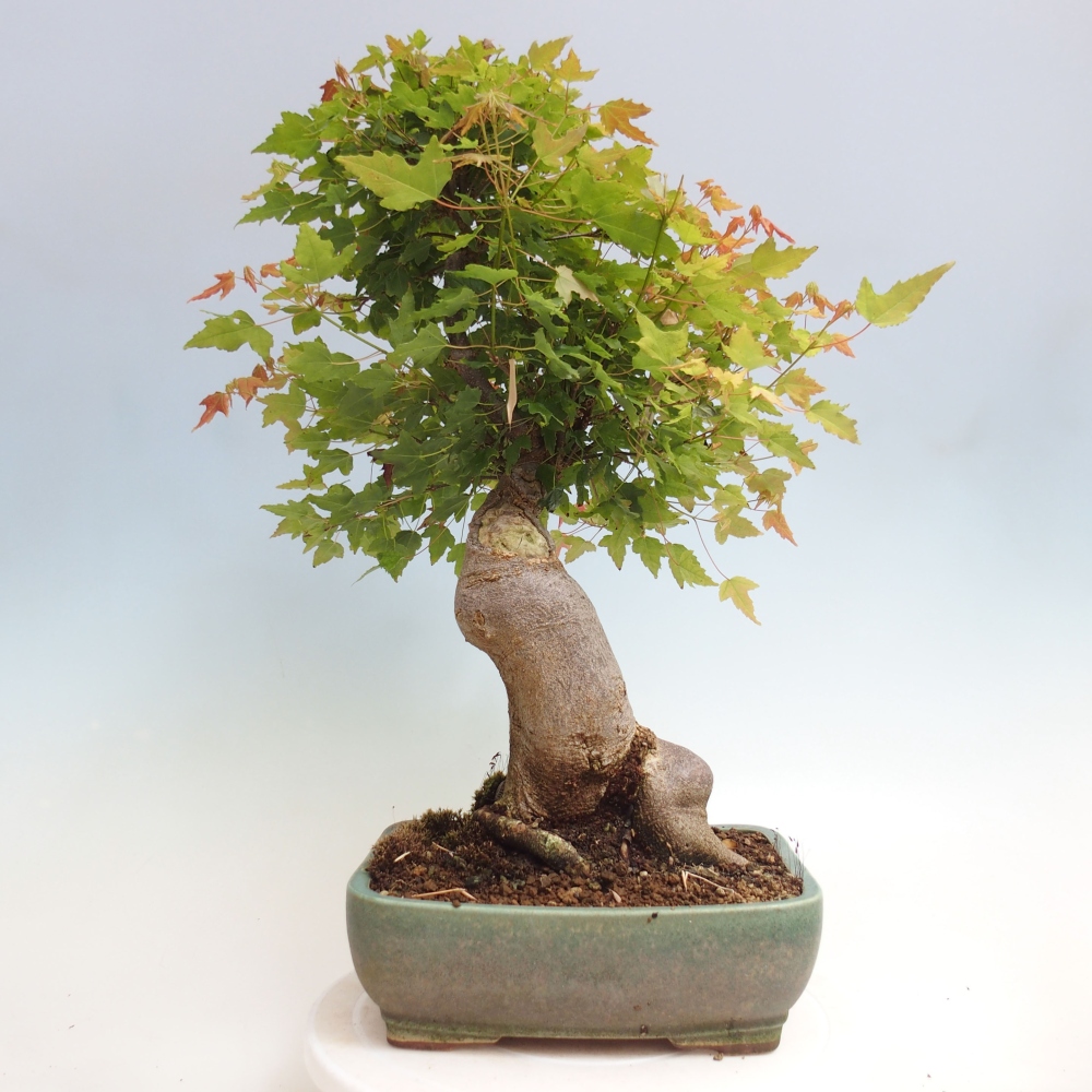 Outdoor bonsai - Maple Buergerianum - Burger Maple