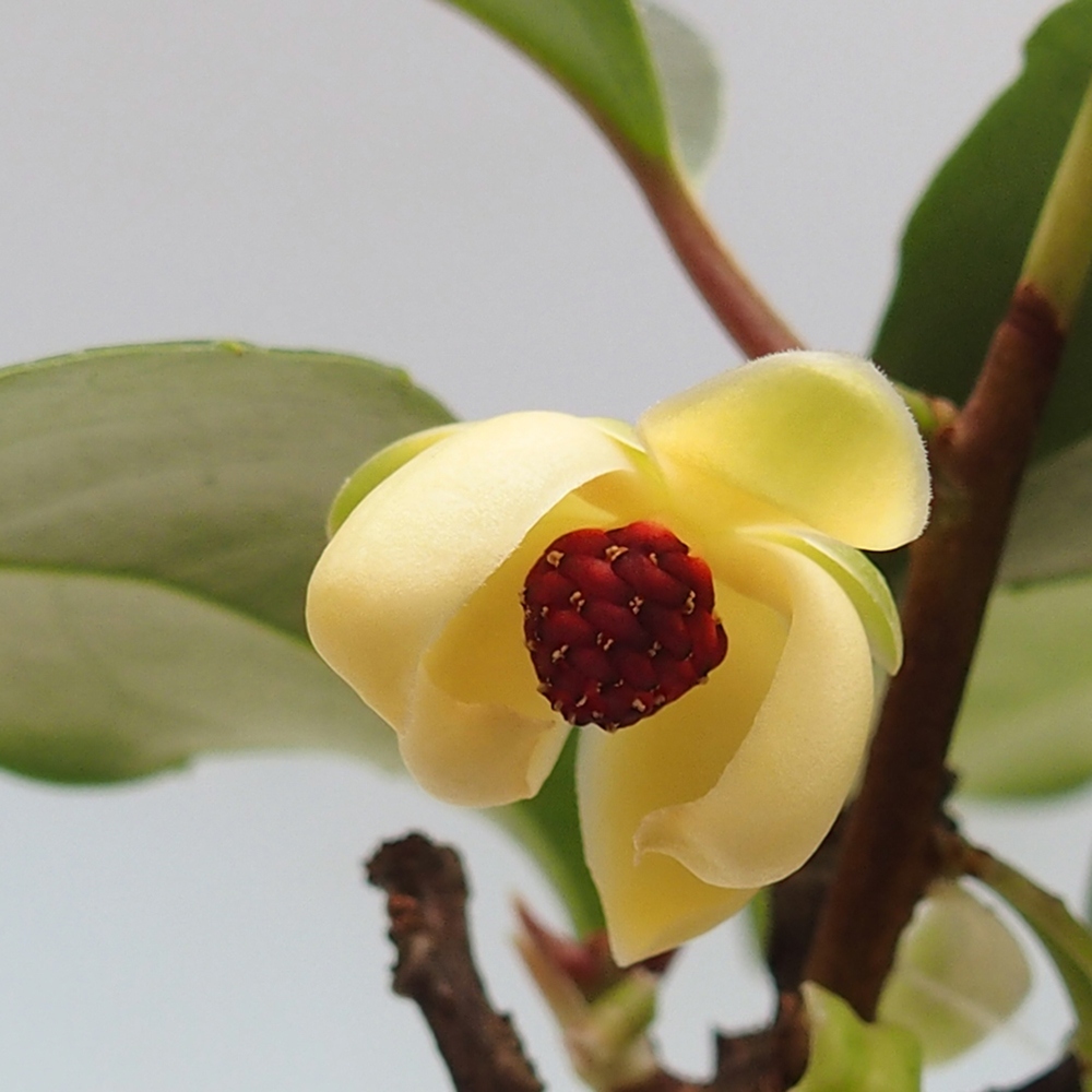 Bonsai do wnętrz- Kadsura japonica 
