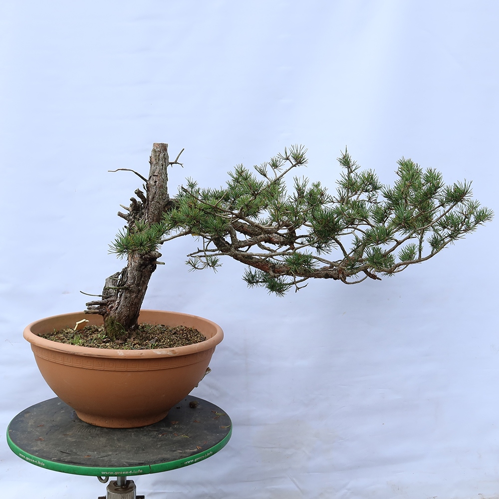 Pinus sylvestris Hiszpania – sosna zwyczajna