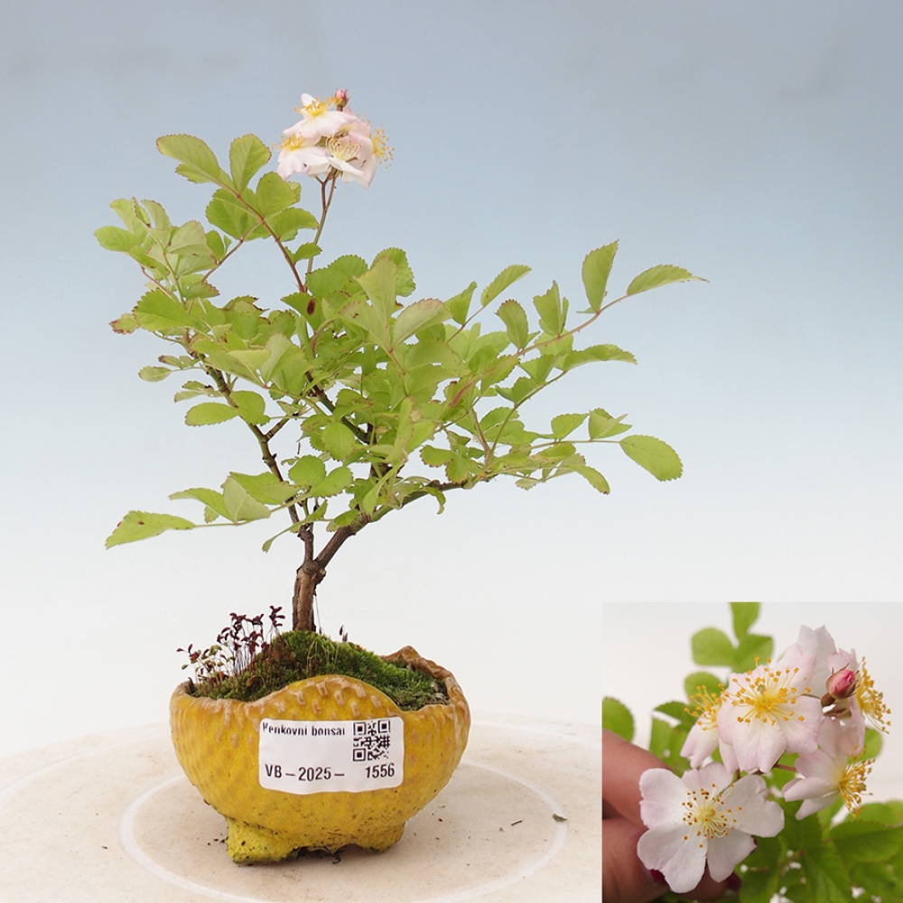 Bonsai na zewnątrz - Rosa sp. - róża drobnokwiatowa