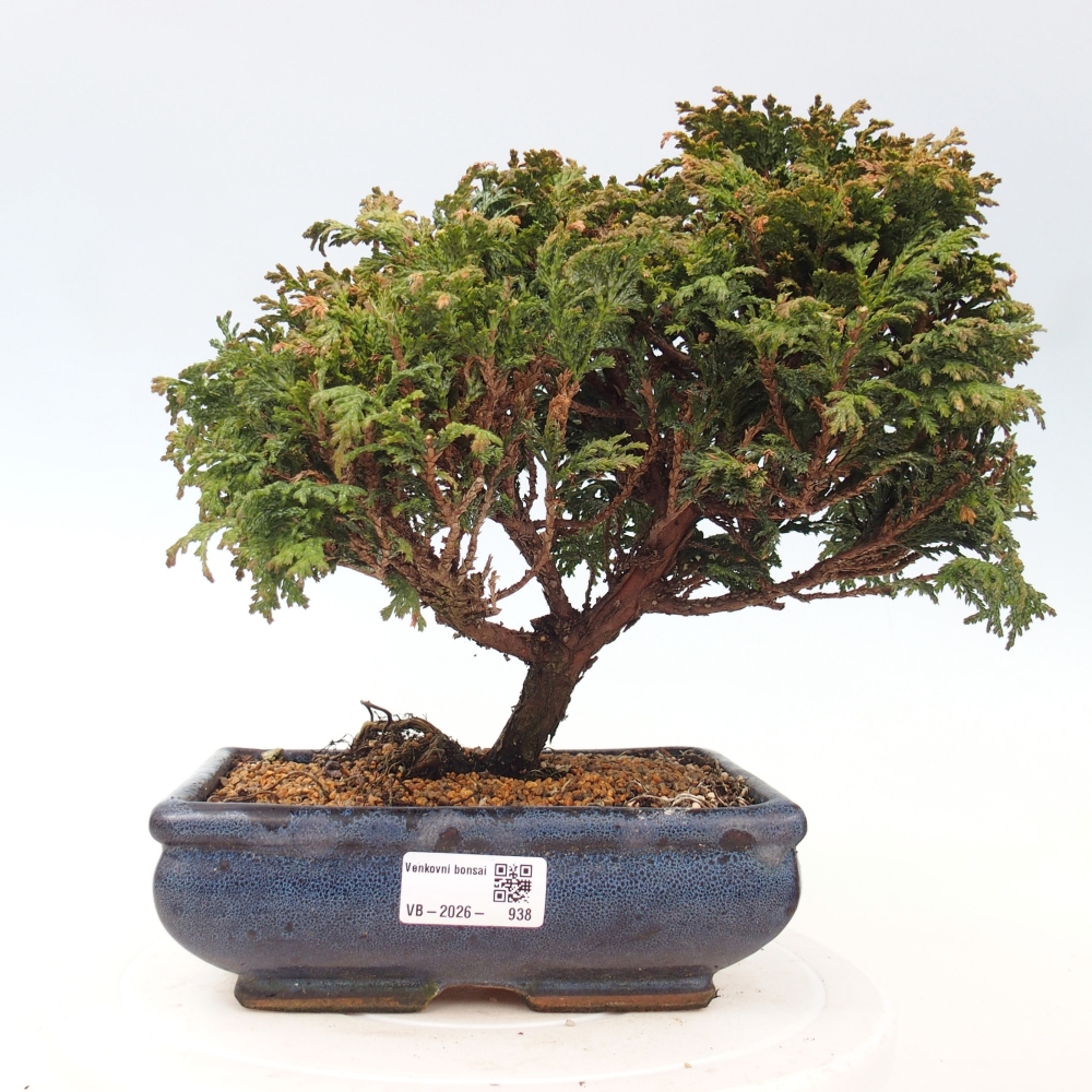 Bonsai zewnętrzne - Cham.pis Parslori - Cyprys