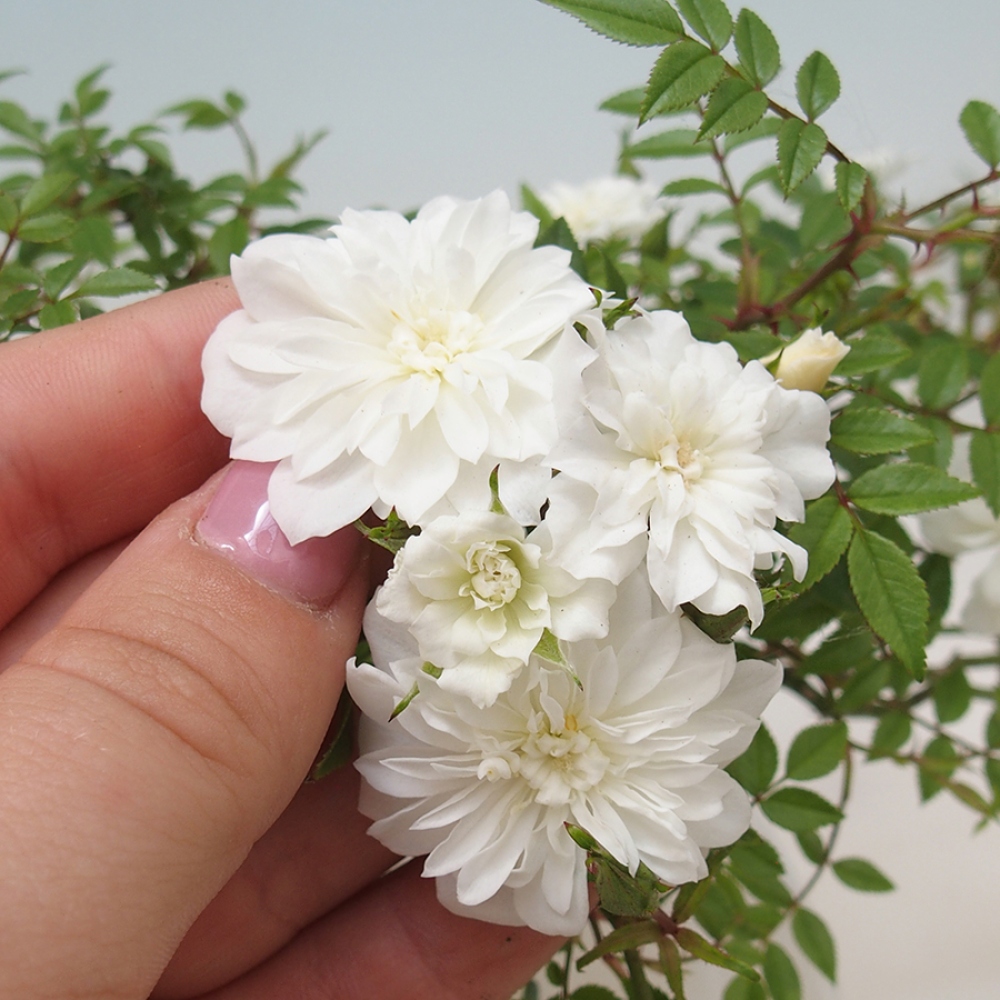 Bonsai na zewnątrz - Rosa Sea Foam - róża 