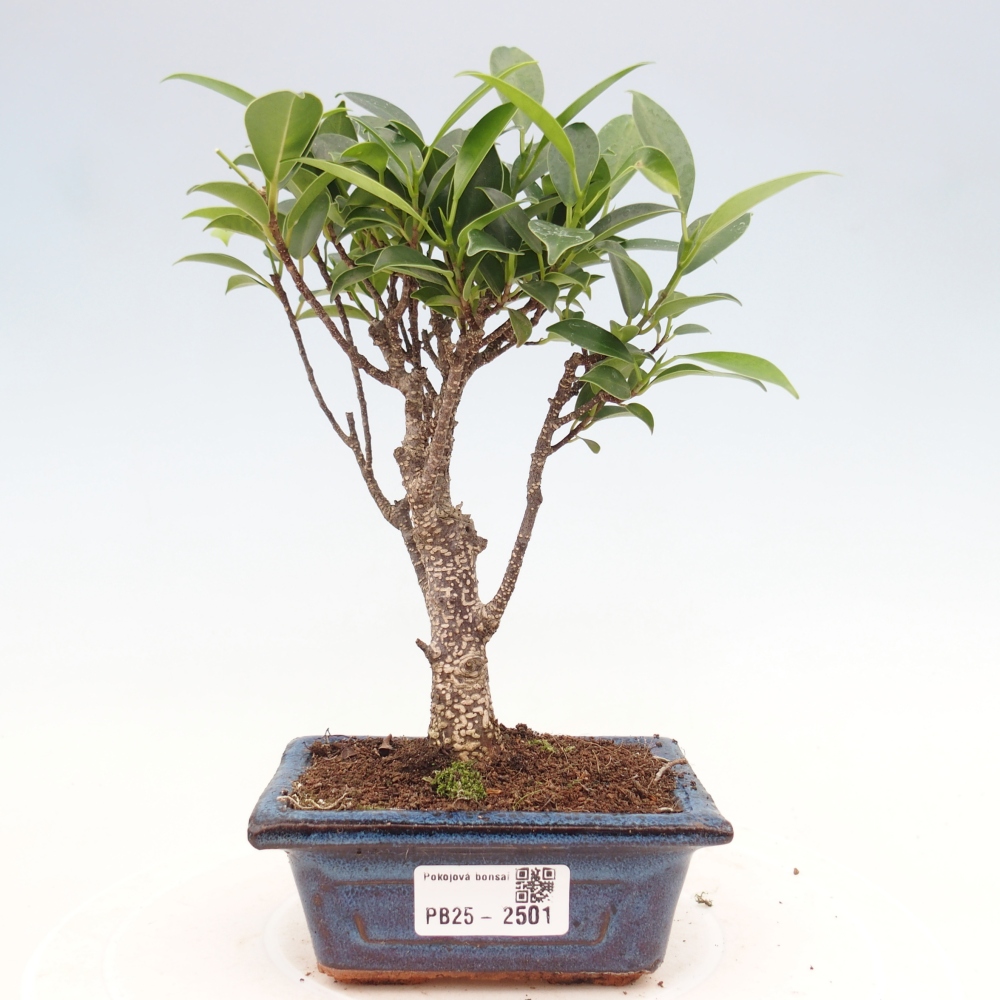 Pokojová bonsai - Ficus retusa - malolistý fíkus